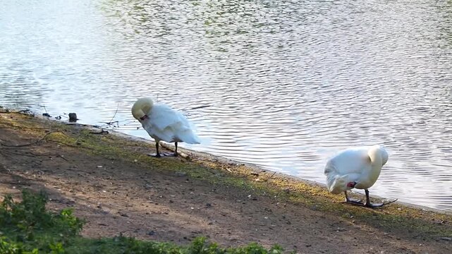 Two beautiful white swans clean their feathers on sunny riverbank. Majestic wild birds preen by the water surface in  peaceful park.