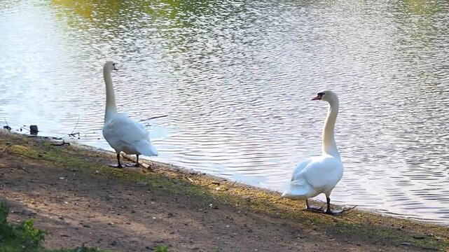Two white swans standing on the shore of a calm pond. Beautiful wild birds rest by the water surface in peaceful park.