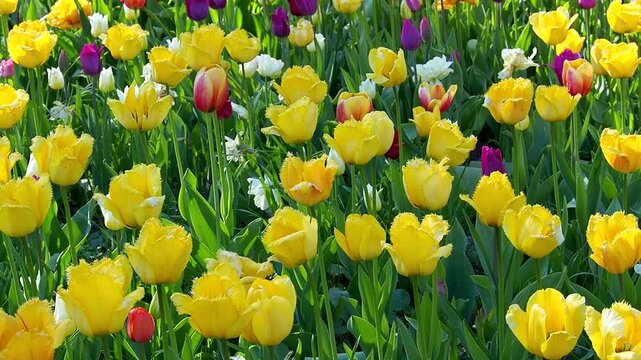 Beautiful yellow fringed tulips bloom in sunny spring garden field. Colorful flowers grow together among green leaves on bright day. Beauty of nature slow motion footage.