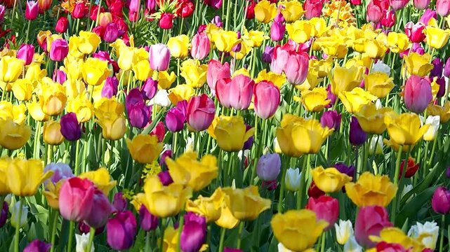 Yellow, red and purple tulips blooming in field. Beautiful flowers in full bloom. Spring slow motion footage for your projects.