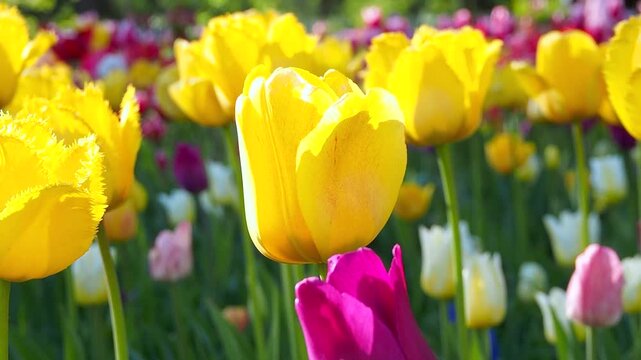 Closeup of yellow tulips blooming in sunny meadow. Beautiful vibrant flowers grow in spring park. Natural background slow motion footage.