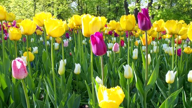 Close-up of yellow and purple tulips blooming in sunny park. Beautiful vibrant flowers grow in spring meadow. Natural background slow motion footage.