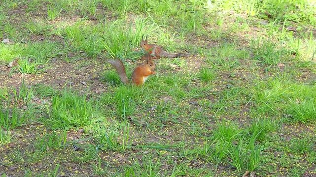 Two cute red squirrels look for food on green lawn. Tiny wild rodents move through fresh grass and moss in sunny park. Animals slow motion footage.