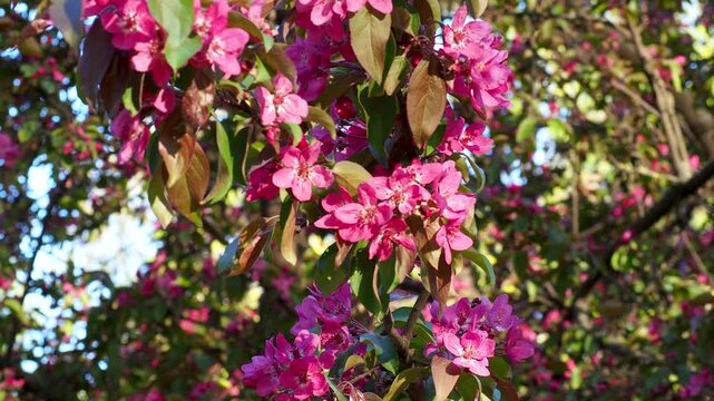 Pink blossoms of decorative apple tree swaying in spring breeze. Closeup of vibrant flowers and green foliage. Nature beauty in motion 4K footage.