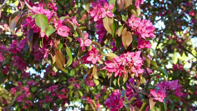 Pink blossoms of ornamental apple tree swaying in spring breeze. Close-up of vibrant flowers and green foliage. Nature beauty in motion 4K footage.