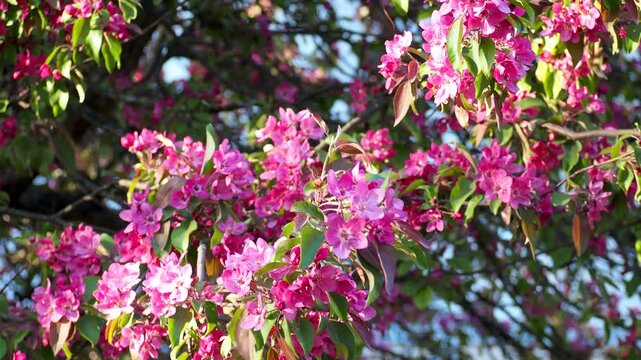 Pink flowers blooming on apple tree branch in sunny garden. Beautiful vibrant blossoms grow in spring park. Nature 4K footage.