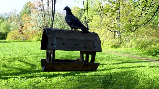 Pigeon sitting on a wooden bird feeder in a park. Beautiful green lawn on sunny spring day. 4K footage for your projects