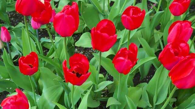 Red tulips swaying in garden breeze. Lush green foliage frames the vivid blooms. Spring floral atmosphere 4K footage.