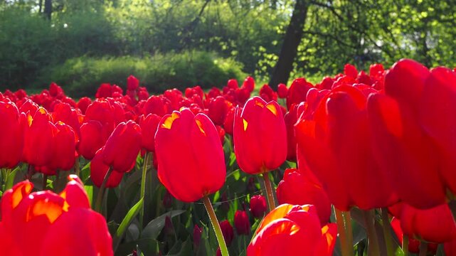 Bright red tulips swaying in sunlight. Close-up view of blooming flowers in sunny garden. Vivid spring atmosphere in motion 4K footage.
