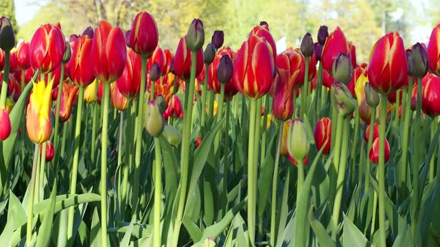 Red and yellow tulips blooming in sunny park. Close-up of blooming flowers under bright sunlight. Spring atmosphere in motion 4K footage.