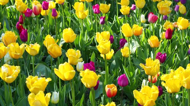 Yellow and purple tulips blooming in sunny garden. Beautiful vibrant flowers grow in spring field. Nature background 4K footage for your projects.
