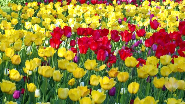 Yellow and red tulips blooming in sunny field. Beautiful vibrant flowers grow in spring garden. Springtime 4K footage for your projects.