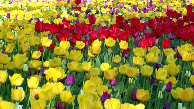 Tulip field in full bloom with various shades of yellow, red and purple flowers, capturing the essence of springtime. Spring 4K footage for your projects.