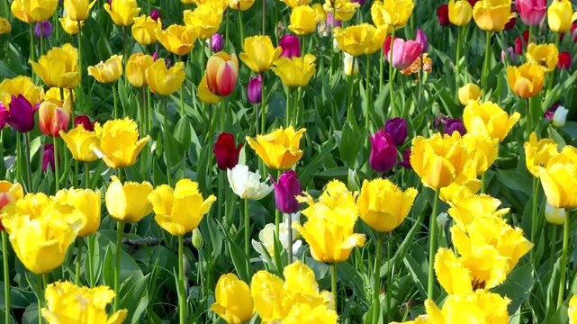 Yellow and purple tulips blooming in sunny meadow. Beautiful vibrant flowers grow in spring park. Natural background 4K footage.