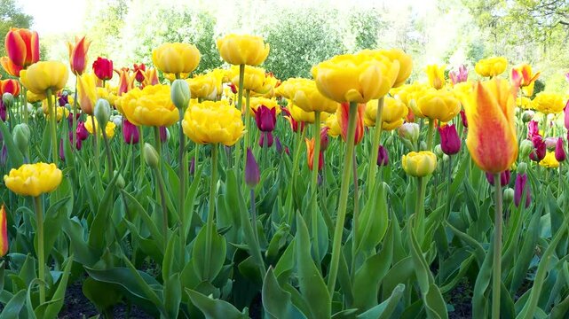 Beautiful double-flowered peony tulips blooming in sunny meadow. Yellow and red flowers grow in spring park. Natural background 4K footage.