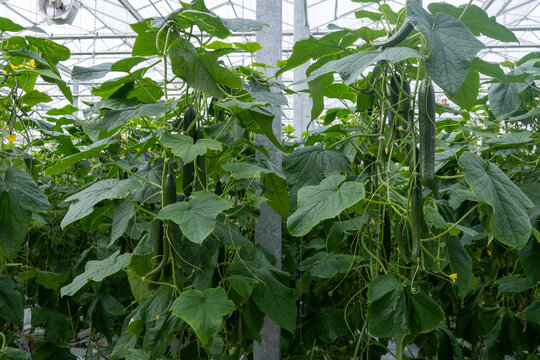 Fresh farm cucumbers vegetables, harvesting, processing in greenhouse after harvest, sorting, packaging, agricultural innovations in Netherlands, food growing farm in Europe