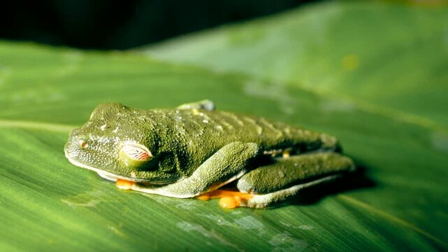 Close up of a sleeping red eyed tree frog, Agalychnis callidryas, resting on a wet leaf. Its golden nictitating membrane is closed
