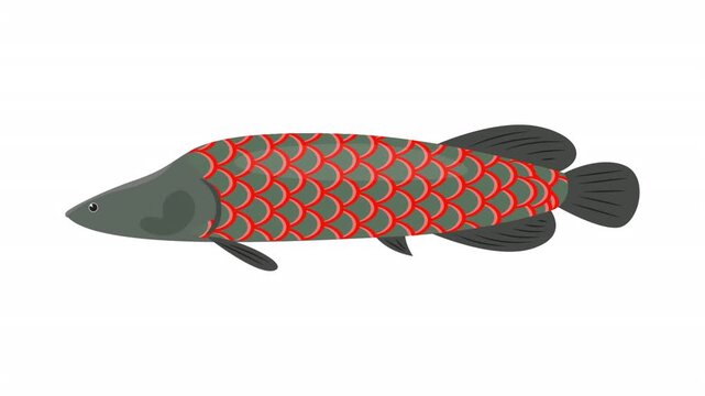 Grey red scale arowana fish illustration with digital art red pattern and grey fins. Suitable for aquaculture publications or websites.