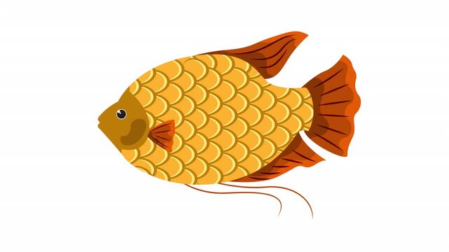 Golden gourami fish with intricate fins, perfect for aquarium guides, pet care blogs, educational materials, biology textbooks.