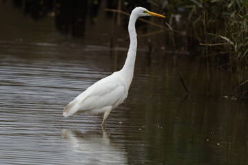 Obraz premium A majestic Great White Egret stands gracefully in the calm waters of a lush marshland. The elegant bird reflects in the surface, creating a scene of quiet contemplation and natural beauty.