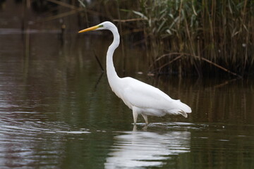 Obraz premium A watchful and calm Great White Egret stands perfectly still in the shallow water, intensely focused on its surroundings. This serene image captures a moment of quiet, alert beauty in nature.