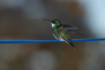 Fototapeta premium Hummingbird perched on a cable , in the yard