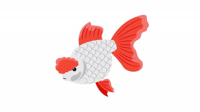 White and red oranda goldfish with beautiful fins and tail, showcasing its scale pattern. Perfect for aquatic animal enthusiasts and naturethemed designs.