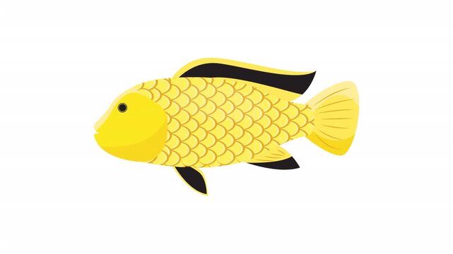 Bright yellow labidochromis caeruleus cichlid fish in flat vector style, perfect for aquarium infographics or educational resources.