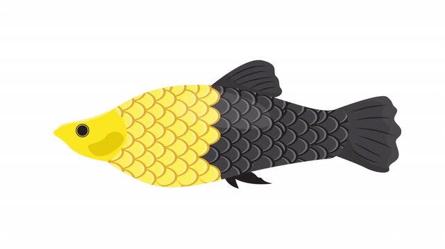Bumblebee platy fish with yellow and black patterned scales is a beautiful aquatic pet suitable for tropical fish tanks.