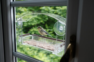one blue tit using window feeder © YOUNGMI