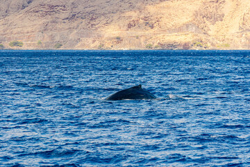 Fototapeta premium Humpback Whale (Koholā)