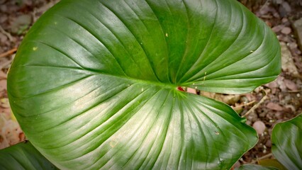 Lush Green Leaf with Prominent Veins and Glossy Surface. © junasaji