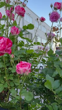 Dolly in shot: From pale purple roses to red-white roses