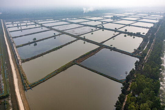 Aerial view of rectangular aquaculture ponds and fish farms surrounded by lush trees and a dirt road under a hazy sky in Khulna, Khulna Division, Bangladesh.