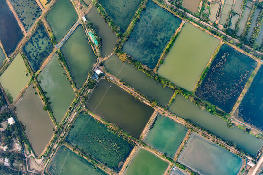 Aerial view of rectangular fish ponds and shrimp farms with varying water colors separated by narrow earthen paths Khulna, Khulna Division, Bangladesh.