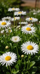Obraz premium Close-up of white daisies with yellow centers in a garden setting.