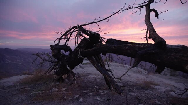 Tracking shot dead fallen tree on rocky mountain peak vibrant sunset
