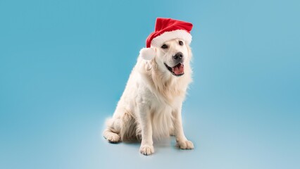 Obraz premium Happy Golden Retriever Dog Wearing Cute Santa Hat, Smiling Joyfully At Camera, Sitting On Blue Background. Festive Pet Enjoying Holiday Season, Creating Cheerful Atmosphere For Christmas.
