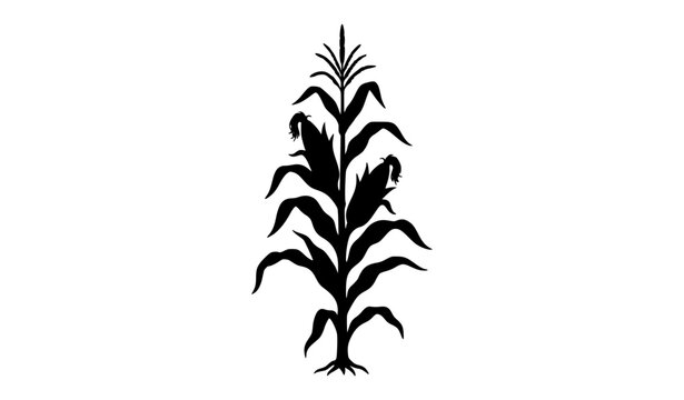 Corn Stalk with Two Ears of Maize Black Silhouette Vector Illustration
