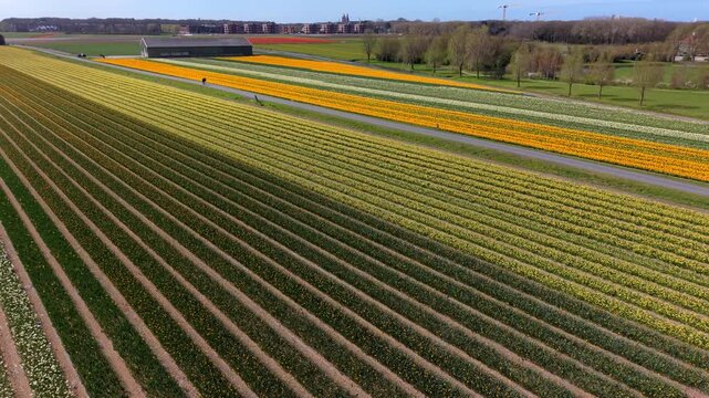 Aerial view of vibrant colorful flower fields with long parallel rows of yellow and white tulips, rural road with pedestrians, and farm barn in the Netherlands countryside during spring season.