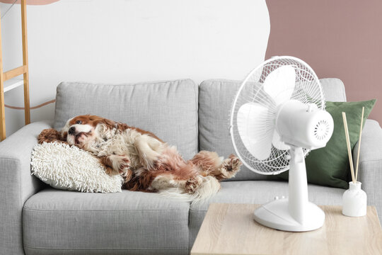 Funny dog lying on sofa in air flow from electric fan