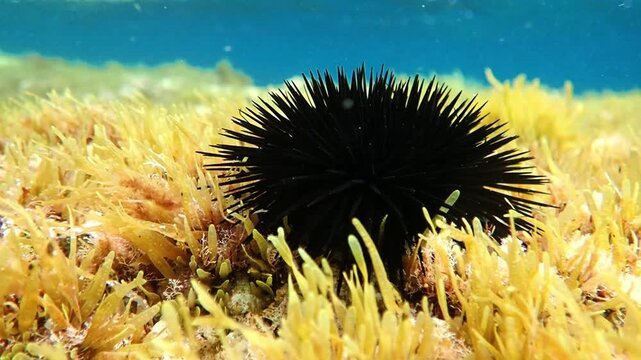 urchin, sea, sea urchin, animal, black, underwater, marine, black sea urchin, mediterranean sea, food, ocean, nature, isolated, life, wildlife, echinus, summer, echinodermata, seafood, water, natural.