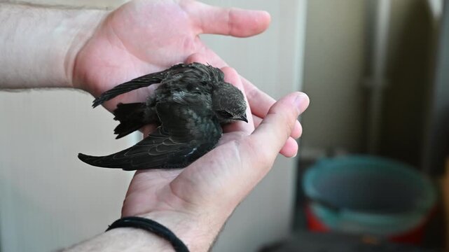 Rescued common swift bird held in a man's hand, close-up of Apus apus before being released into the wild.