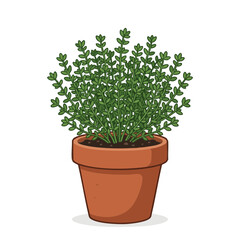 Fototapeta premium Plant growth in clay pot shows a healthy green herb thriving in a simple home setting during daytime hours