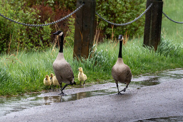 canada goose and geese with their goslings © jimfromcanmore