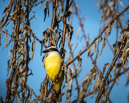 venteveo , ave de pecho amarillo vibrante muy popular en america , gran adaptabilidad , plumaje vistoso , sin dimorfismo , dieta omnivora , en su habitat natural 