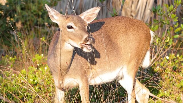 Key Deer are an endangered species that lives in the Florida Keys. In 1950 they were only 20-30 Key Deer left, but their current population is 700-800. They are the smallest deer in North American.