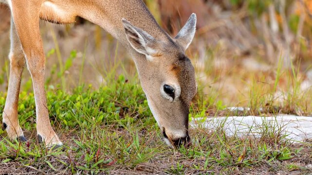 Key Deer are an endangered species that lives in the Florida Keys. In 1950 they were only 20-30 Key Deer left, but their current population is 700-800. They are the smallest deer in North American.