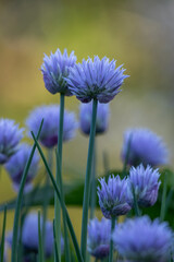 Obraz premium Abstract texture background of beautiful blooming chives flowers with defocused background