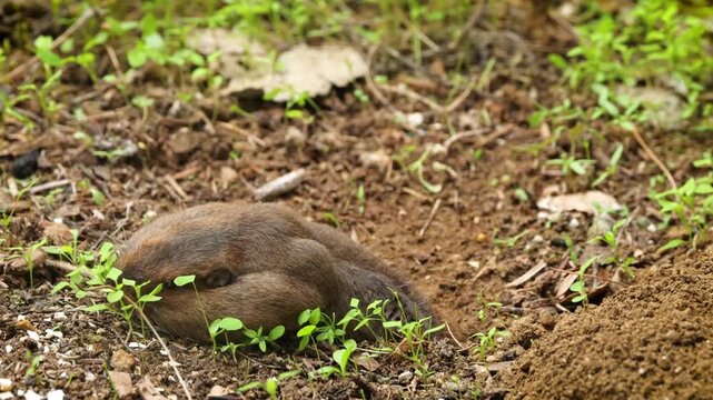 Gopher coming out of it's hole to eat.